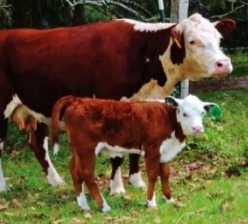 mama with calf