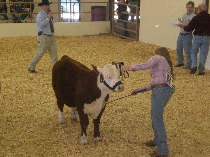 Club Calves For Sale – Evergreen Polled Herefords