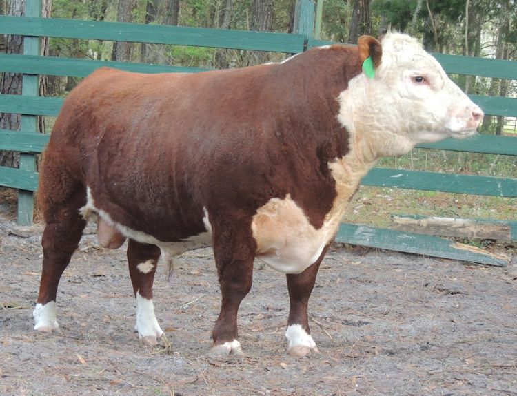 Evergreen Polled Herefords Purebred Seedstock Club Calves Grain Finished Freezer Beef 