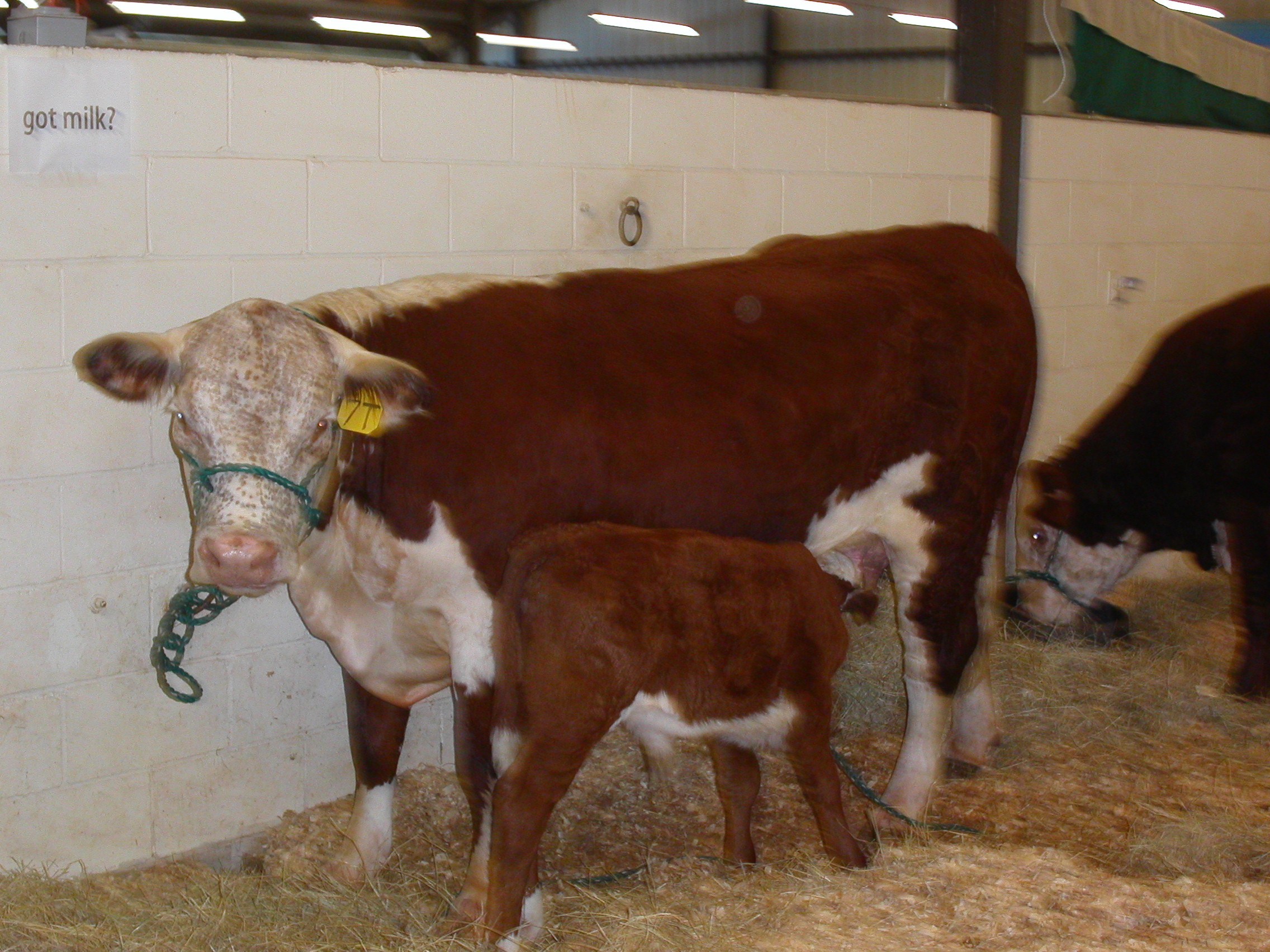 Evergreen Polled Herefords | Purebred Seedstock – Club Calves – Grain ...